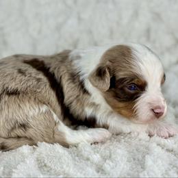 RMF9 - Red merle female Aussiedoodle puppy in Prague, Oklahoma from Classic K9’s  Aussies & Doodles