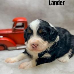 Lander - Tri-color male Bernedoodle puppy in Williamson, New York from Lakeside Doodles