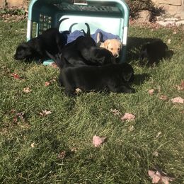 Labrador Retriever Puppies from Whispering Creek British labs LLC