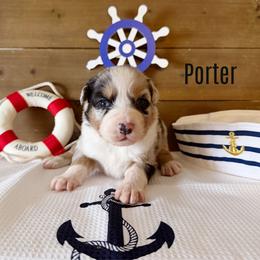 Porter - Blue merle male Australian Shepherd puppy in Kearney, Nebraska from Helix Aussies