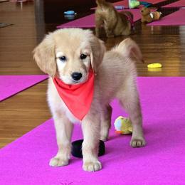 Goldendoodle, Golden Retriever, and Poodle Puppies from Oregon's Oodles of poodles & doodles