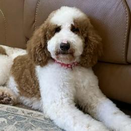 Ruby - Goldendoodle
