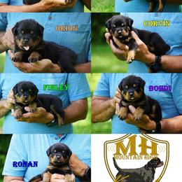 4th pick male - Black and rust male Rottweiler puppy in Frazeysburg, Ohio from Mountain High Kennels