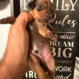 Boy 5 - Wild  boar and tan male Dachshund puppy in South Haven, Kansas from Keen's Dachshunds
