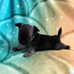 Akc Eugene - Black sabled fawn male Chihuahua puppy in Cedarville, Ohio from Evereve Kennels