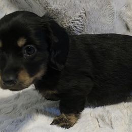 Black and tan - Black and tan female Dachshund puppy in De Beque, Colorado from ITSAR Ranch