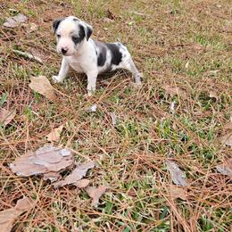 Rocky NALC - Blue merle male Catahoula Leopard Dog puppy in Doerun, Georgia from Twig & Tail Puppies