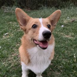Ginger - Pembroke Welsh Corgi
