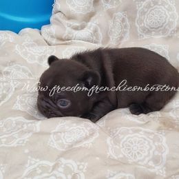 Boston Terrier and French Bulldog Puppies from Freedom Bostons