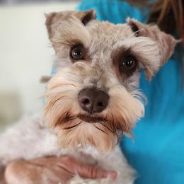 Ellie - Miniature Schnauzer