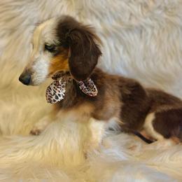 Lecile - Dachshund