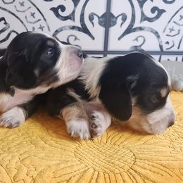 Dachshunds from Doxie Dog Ranch