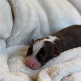 Ford AKC - Red tri-color male Australian Shepherd puppy in Polk City, Florida from Skaky Shepherds