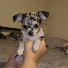 Rosco - Merle male Chihuahua puppy in Meridian, Oklahoma from Crazy Love Kennels