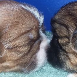 Shih Tzus from Heart of the Lion Shih Tzu