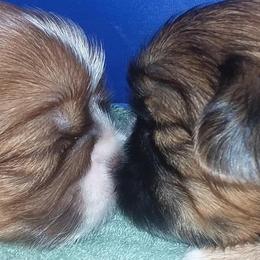 Shih Tzus from Heart of the Lion Shih Tzu