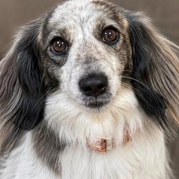 Beans - Dachshund