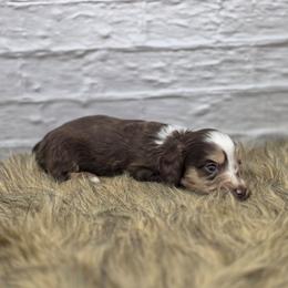 Jaguar - Dapple male Dachshund puppy in Norwood, Missouri from Madra's Dashing Doxies