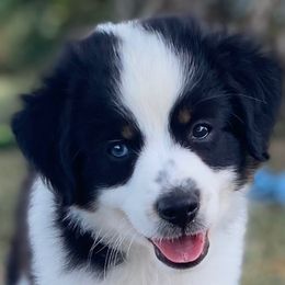 Oakie  (Oakmont) - Black tri male Miniature Australian Shepherd puppy in California, Kentucky from Sonlight Ridge Aussies
