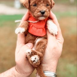 Bernedoodle and Goldendoodle Puppies from Supreme Doodles of Texas