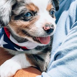 Miniature Australian Shepherds from Hurtado’s Miniature Aussies