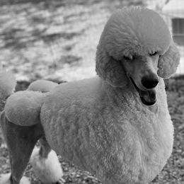 Poodles from Silver Lining Poodles