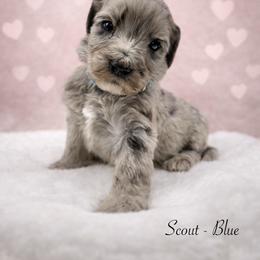 Scout - Merle male Sheepadoodle puppy in Thornville, Ohio from Four Front Doodles & Friends