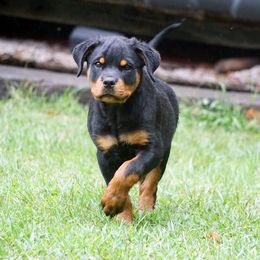 Rottweiler Puppies from VhDoggMeier Rottweilers