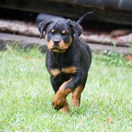 Rottweiler Puppies from VhDoggMeier Rottweilers