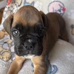 Penny - Fawn female Boxer puppy in Cicero, New York from MK Boxer Haven of CNY