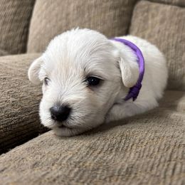 Maya - White female Miniature Schnauzer puppy in Plaucheville, Louisiana from Honey Doux Southern Paws