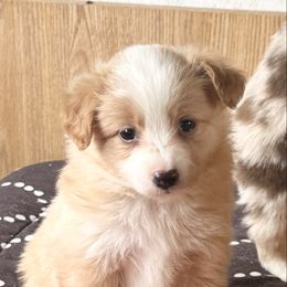 Harry - Red male Toy Australian Shepherd puppy in Sanger, California from Flying M Cactus Ranch Buddies