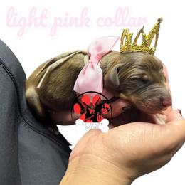 Light pink collar - Red and rust female Doberman Pinscher puppy in Canton, Ohio from Aaliyah’s Dobies
