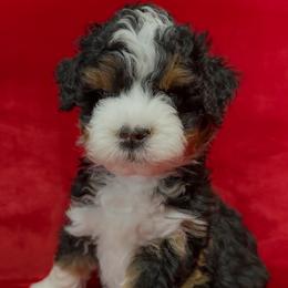 Marilyn (Monroe) - Tri-color female Bernedoodle puppy in Bradenton, Florida from Peanut Butter Doodles