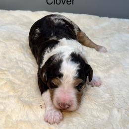 Clover - Chocolate merle female Bernedoodle puppy in New Ringgold, Pennsylvania from Hawk Mountain Doodles