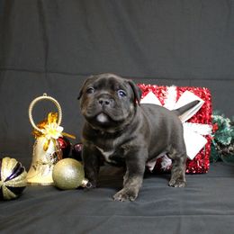 Green Collar - Black brindle male American Bully puppy in Easton, Maryland from Night Court Bullies