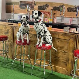 Basset Hound and Dalmatian Puppies from Lazy B Bassets and Dalmatians