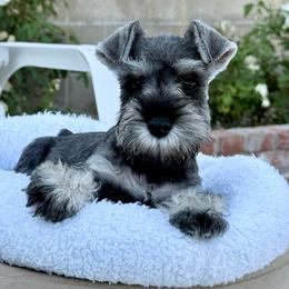 Lady green - Salt and pepper female Miniature Schnauzer puppy in Wildomar, California from My Angel Schnauzers