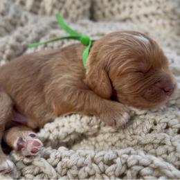 Green - Red male Cavapoo puppy in Arlington, Texas from Van Haselen Poodles and Doodles