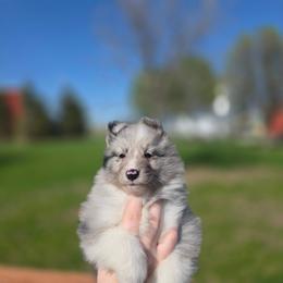 Bi Blue Girl - Blue merle and white female Shetland Sheepdog puppy in Lenox, Iowa from Crossroad shelties