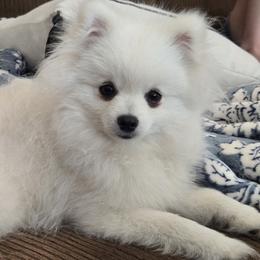 Pomeranians from Ruby's Pomeranians