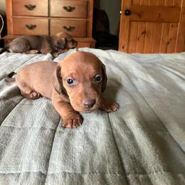 Red - Red male Dachshund puppy in Brave, Pennsylvania from Maple Moon Dachshunds