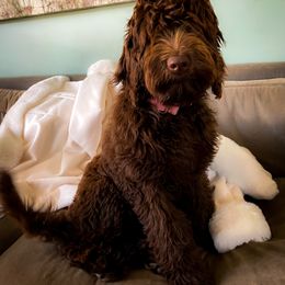 Double Doodle and Goldendoodle All Grown Up from Patterson Doodles