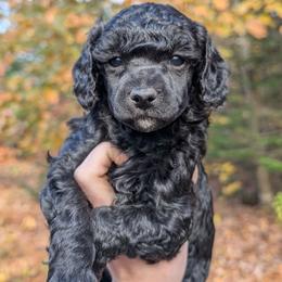 Izumi - Blue female Poodle puppy in Salem Township, Maine from Moirae Poodles