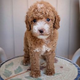 Grey Collar Boy - Red  male Poodle puppy in Laveen, Arizona from Neely Family Poodles