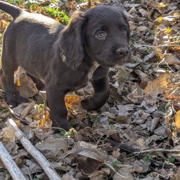 Working or hunting home only - Liver male English Cocker Spaniel puppy in Phillips, Nebraska from Fenloch Gundogs