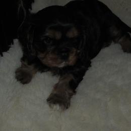 Cavalier King Charles Spaniel puppies from Lori's Cavalier King Charles Spaniels & Dachshunds