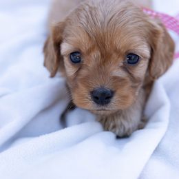 Green - Red female Cavapoo puppy in Northport, Alabama from Alex Camp