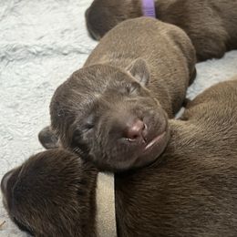 Bongo - Chocolate male Labrador Retriever puppy in Eugene, Oregon from McKenzie Reign Labradors