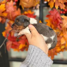 Lydia - Piebald female Dachshund puppy in Powell, Tennessee from Tall & Tiny TN k9s